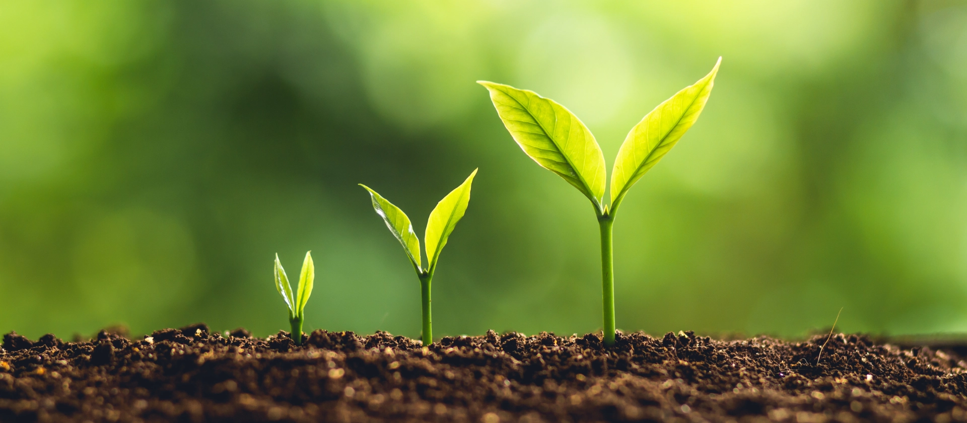 SAP Application Support