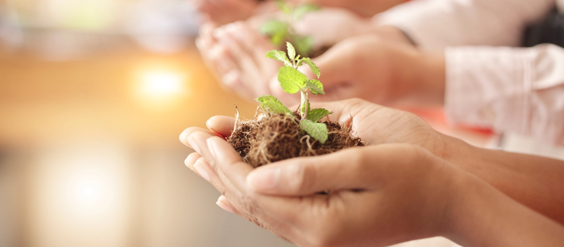 Hände, die Erde und einen wachsenden Pflanzenspross halten, stehen für das Soziale Engagement bei msg