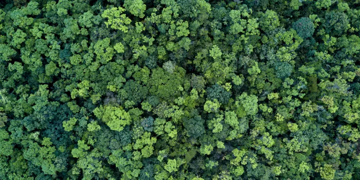 Aerial view of dense green forest canopy representing environmental sustainability, climate protection, and biodiversity, symbolizing msg Plaut’s expertise in ESG strategies and sustainable business solutions.