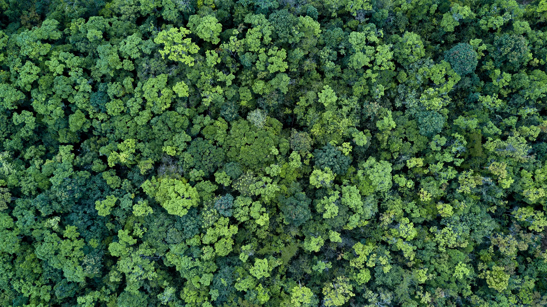 Aerial view of dense green forest canopy representing environmental sustainability, climate protection, and biodiversity, symbolizing msg Plaut’s expertise in ESG strategies and sustainable business solutions.