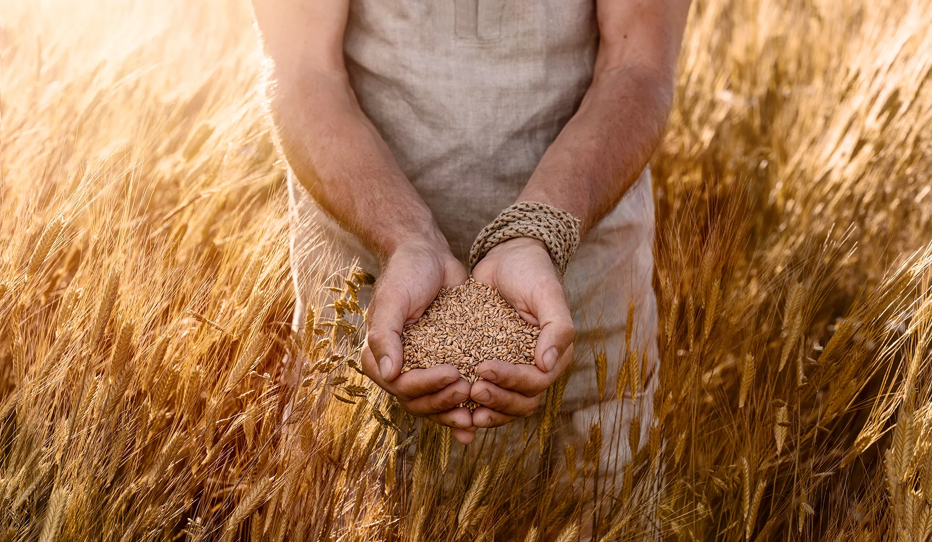 Hands holding freshly harvested wheat grains in a golden wheat field, symbolizing sustainable agriculture and responsible supply chain management supported by msg Plaut’s expertise.